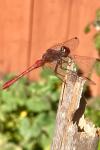 Sympetrum sanguineum