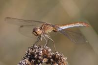 Sympetrum meridionale