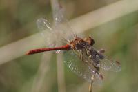Sympetrum meridionale