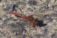 Sympetrum meridionale