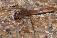 Sympetrum meridionale