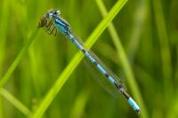 Enallagma cyathigerum