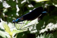 Calopteryx virgo