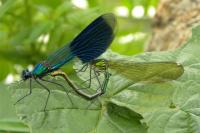 Calopteryx splendens