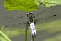 Libellula fulva