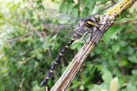 Cordulegaster boltonii