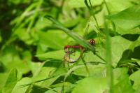 Sympetrum sanguineum