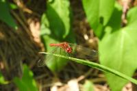 Sympetrum sanguineum