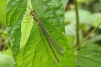 Chalcolestes viridis