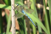 Anax imperator