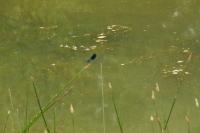 Calopteryx splendens