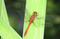 Sympetrum sanguineum