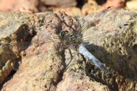 Orthetrum cancellatum