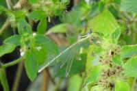 Lestes barbarus