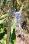 Orthetrum brunneum