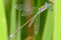 Lestes sponsa