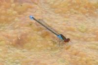 Erythromma viridulum