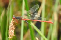 Ceriagrion tenellum