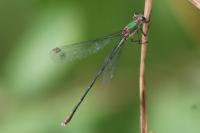Chalcolestes viridis