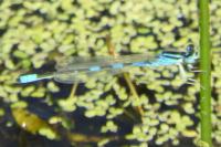 Coenagrion scitulum