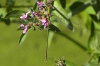 Chalcolestes viridis