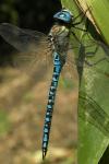Aeshna affinis