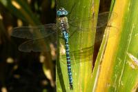 Aeshna affinis