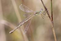 Lestes barbarus