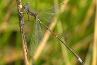 Lestes virens