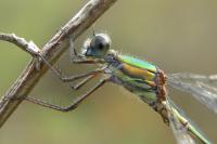 Chalcolestes viridis