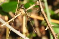Chalcolestes viridis
