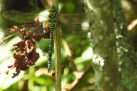 Aeshna cyanea