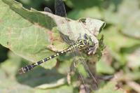 Onychogomphus forcipatus