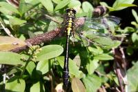 Gomphus vulgatissimus