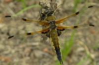 Libellula quadrimaculata