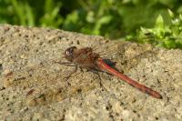Sympetrum striolatum
