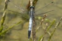 Orthetrum albistylum
