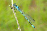 Enallagma cyathigerum