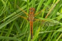 Libellula fulva