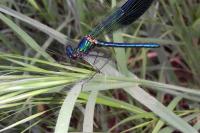 Calopteryx splendens