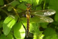 Epitheca bimaculata