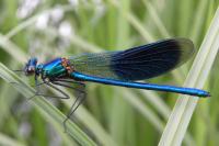 Calopteryx splendens