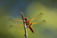 Libellula fulva