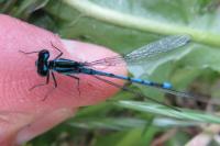Coenagrion puella