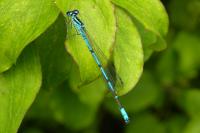 Coenagrion puella