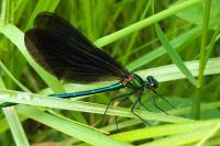 Calopteryx virgo