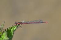 Pyrrhosoma nymphula