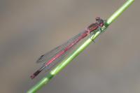 Pyrrhosoma nymphula