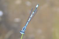 Coenagrion puella