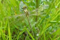 Gomphus pulchellus